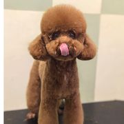 我的小狗叫牛哥