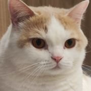 鸡蛋仔