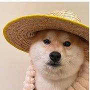 机械能☀