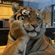 彪彪就是灬灬啊