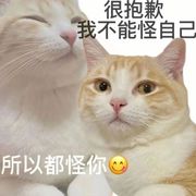 猫头鹰