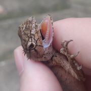 地狱魔蜥