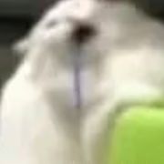 菜市场