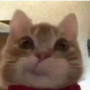 柒