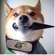 柳柏柏