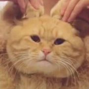 葱花