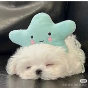 小呆.