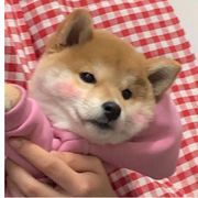 麋鹿i