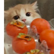 akk鸭！