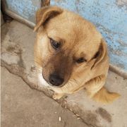 柳扶风色
