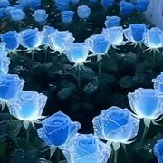 春荞