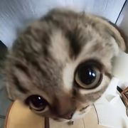 可爱的雷怼怼。