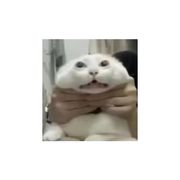 【枫叶】