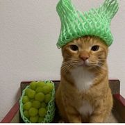 泡泡肥猫