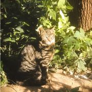 云想衣裳花想容