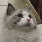 小海獭