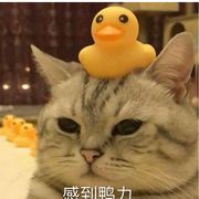 我想恰早饭