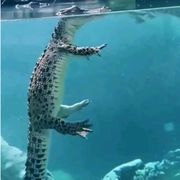 哈拉