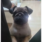 堂吉柯德