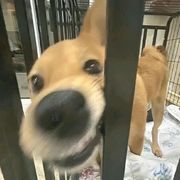 渣渣