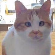 油爆枇杷拌着面