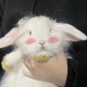 捺钵芭
