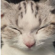 寓目亦木