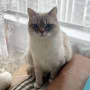 审判监理