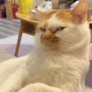 杨杨杨