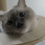 澄