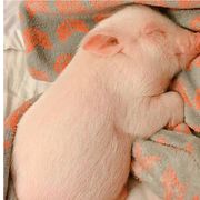 微笑的可爱人偶