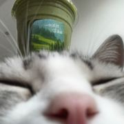 弦芥