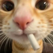 便泰