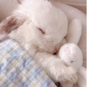风信