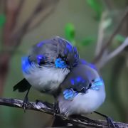 小灰伯劳