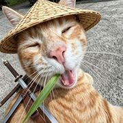 偏爱