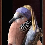 戴珍珠围巾的斑鸠