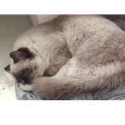 至叁