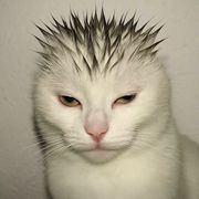 yyy