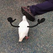 小鲨鱼🐟