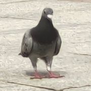 乂