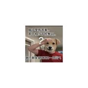 tap天天换我头像