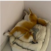 爱玩的修勾