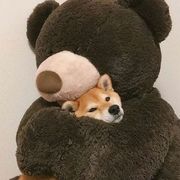 狡猾的小狗熊