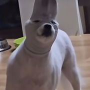 彦祖