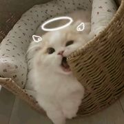 奢求一丝真心