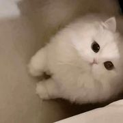 猜猜我是谁