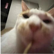 意全