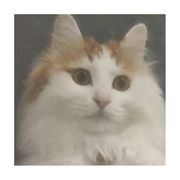 嘻嘻