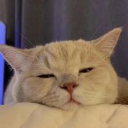 糕鸽亿曲